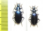 Carabidae sp.  Malaysia, Borneo - INSECTS-STORE.RU