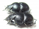 Lethrus frantsevichi, pair  Tajikistan - INSECTS-STORE.RU