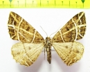 Geometridae sp.  Nepal - INSECTS-STORE.RU