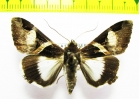 Noctuidae sp.  Bolivia - INSECTS-STORE.RU