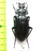 Calosoma macrum  USA - INSECTS-STORE.RU