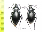 Carabus (Tomocarabus) convexus, pair  Russia, Volgograd reg. - INSECTS-STORE.RU