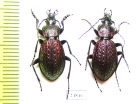 Carabus (Sphodristocarabus) armeniacus pseudoarmeniacus, pair  Georgia - INSECTS-STORE.RU