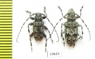 Aegomorphus clavipes, pair  Russia, Tver reg. - INSECTS-STORE.RU