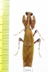 Mantodea sp.  Malaysia - INSECTS-STORE.RU