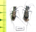 Cicindelinae sp., pair  Zanzibar isl. - INSECTS-STORE.RU