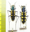 Calochroa anometallescens, pair  Thailand - INSECTS-STORE.RU