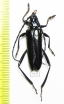 Cerambycidae sp.  Togo - INSECTS-STORE.RU