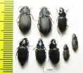 Carabidae sp.  Ethiopia - INSECTS-STORE.RU