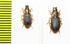 Carabidae sp.  South Africa Rep. - INSECTS-STORE.RU