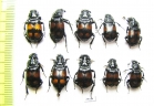Nicrophorus vespilloides  Russia, Tver reg. - INSECTS-STORE.RU