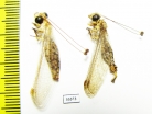 Ascalaphidae sp., pair  Tajikistan - INSECTS-STORE.RU