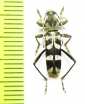 Chlorophorus dimidiatus  Indonesia, Sulawesi - INSECTS-STORE.RU
