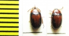 Platydema indicum, pair  Vietnam - INSECTS-STORE.RU