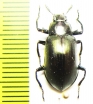 Tenebrionidae sp.  Malaysia - INSECTS-STORE.RU