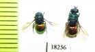 Chrysididae sp.  Kazakhstan - INSECTS-STORE.RU