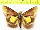 Noctuidae sp.  Bolivia - INSECTS-STORE.RU