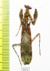 Mantodea sp.  Malaysia - INSECTS-STORE.RU