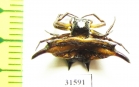 Arachnida sp.  Indonesia, Java - INSECTS-STORE.RU