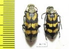 Meloidae sp.  South Africa Rep. - INSECTS-STORE.RU