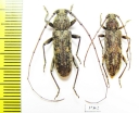 Cerambycidae sp., pair  South Africa Rep. - INSECTS-STORE.RU