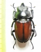 Neolucanus nitidus  China - INSECTS-STORE.RU
