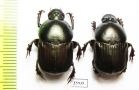 Onitis sp., pair  South Africa Rep. - INSECTS-STORE.RU
