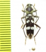 Chlorophorus sp.  Indonesia, Papua - INSECTS-STORE.RU
