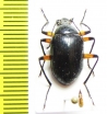 Tenebrionidae sp.  Vietnam - INSECTS-STORE.RU