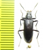 Tenebrionidae sp.  Malaysia - INSECTS-STORE.RU