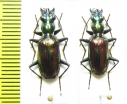 Carabidae sp.  Malaysia, Borneo - INSECTS-STORE.RU
