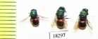 Chrysididae sp.  Kazakhstan - INSECTS-STORE.RU