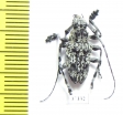 Cerambycidae sp.  Ecuador - INSECTS-STORE.RU
