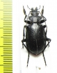Calosoma lugens  Russia, Far East - INSECTS-STORE.RU
