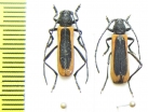 Amarysius altajensis, pair  Russia, Far East - INSECTS-STORE.RU