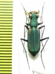 Calochroa interruptofasciata  Thailand - INSECTS-STORE.RU