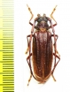 Neosarmydus costipennis, male  Malaysia, Borneo - INSECTS-STORE.RU