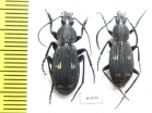 Carabidae sp., pair  Zambia - INSECTS-STORE.RU