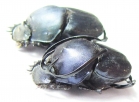 Proagoderus gibbiramus, pair  Tanzania - INSECTS-STORE.RU