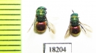 Chrysididae sp.  Kazakhstan - INSECTS-STORE.RU