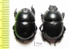 Thorectes armifrons  Morocco - INSECTS-STORE.RU