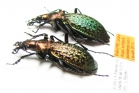 Carabus (Acoptolabrus) schrencki askoldensis, pair  Russia, Askold isl. PARATYPUS - INSECTS-STORE.RU