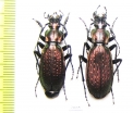 Carabus (Archiplectes) faunus faunulus, pair  Abkhazia - INSECTS-STORE.RU