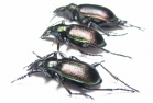 Calosoma inquisitor, pair  Russia - INSECTS-STORE.RU