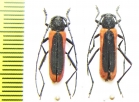 Amarysius duplicatus, pair  Kazakhstan - INSECTS-STORE.RU