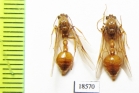 Ichneumonoidea sp.  Malaysia, Borneo - INSECTS-STORE.RU