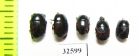 Atholus bimaculatus  Russia, Ingushetia reg. - INSECTS-STORE.RU
