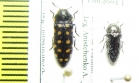 Acmaeodera degener quatuordecimpunctata, A.languinosa  Spain - INSECTS-STORE.RU