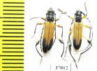 Cerambycidae sp., pair  South Africa Rep. - INSECTS-STORE.RU