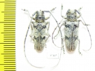 Prosopocera sp., pair  South Africa Rep. - INSECTS-STORE.RU
